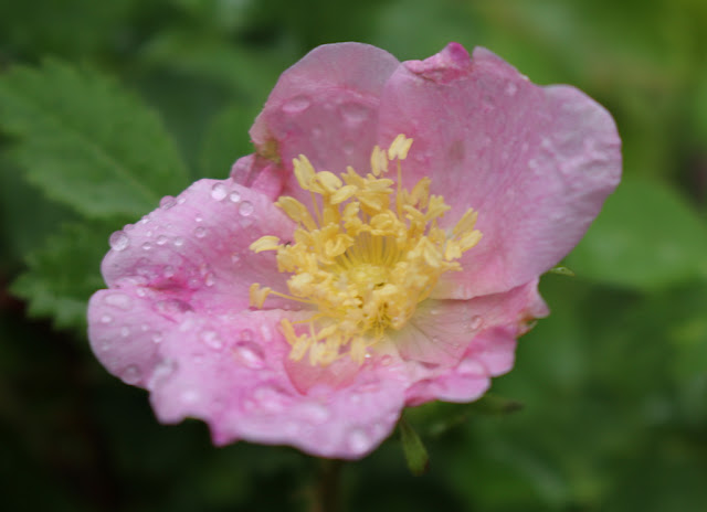 Wild Rose and Raindrops