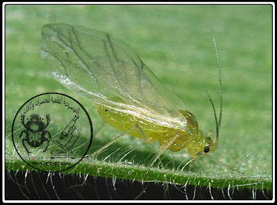 حشرة المَنّ Aphid الوصف المورفولوجي العام ودورة الحياة والمكافحة من مجنح