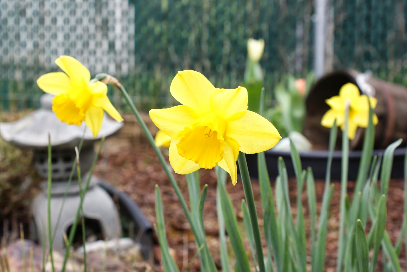 Uncledan 初春美景共舞湖