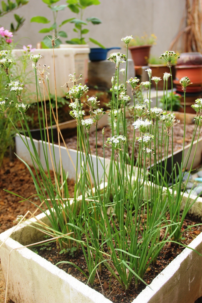 On The Green Side Of Life Growing Chives (Koo Chye)