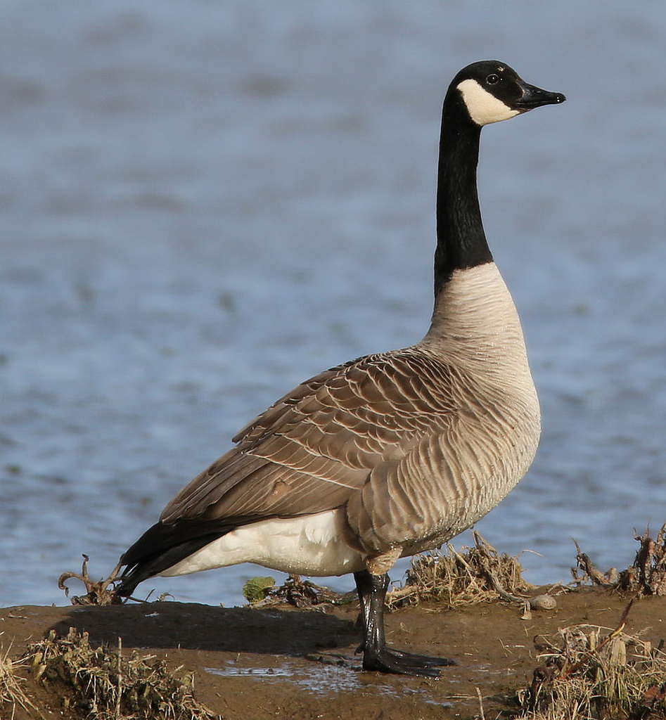 CANADA GOOSE photos wallpapers the fun bank