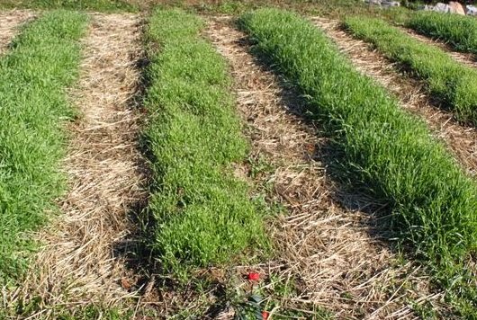 what is a cover crop