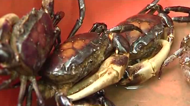 Lẩu Cua Đồng ~ về miền Tây