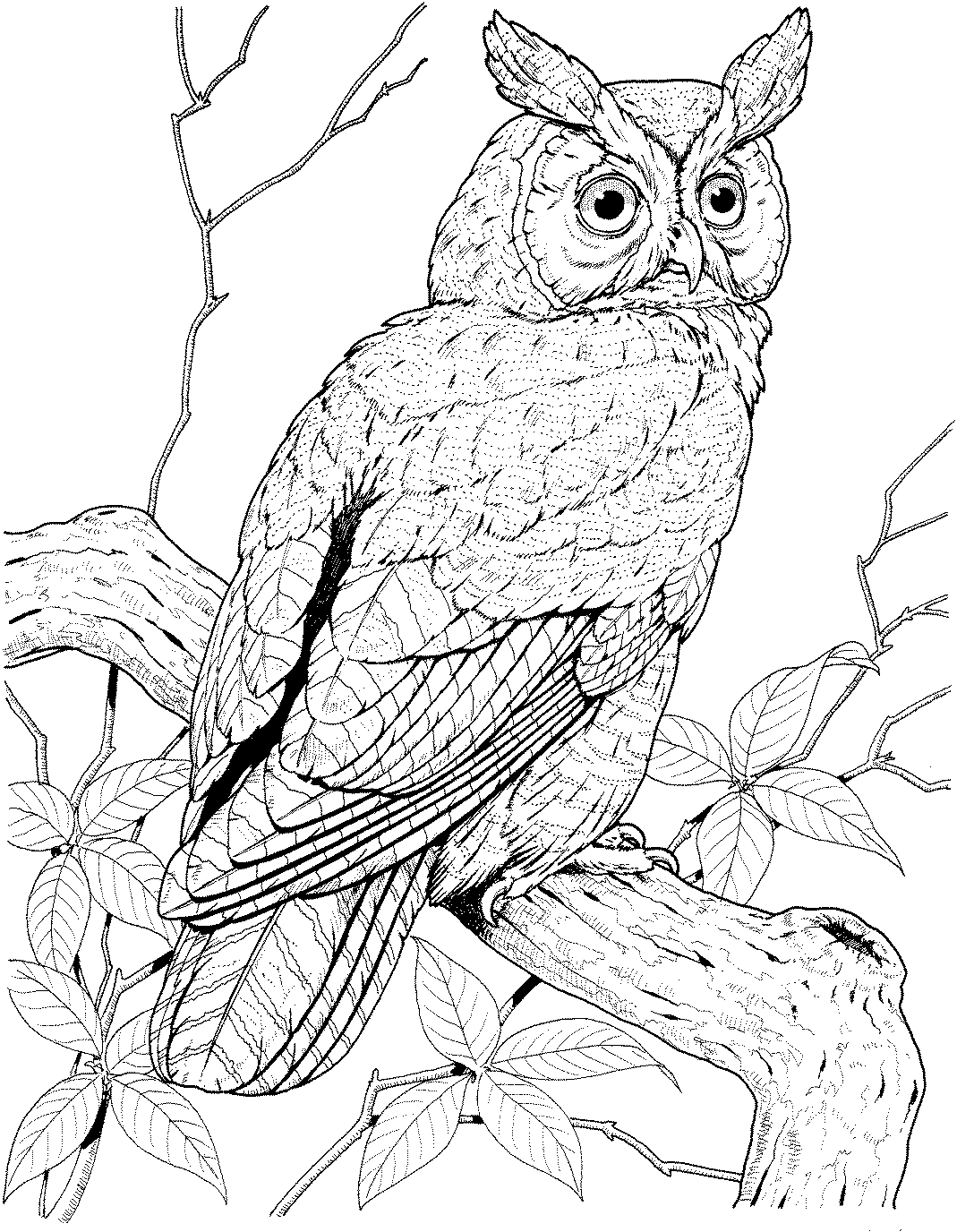Owl Coloring Pages | Owl Coloring Pages