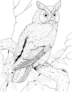 Owl Coloring Pages
