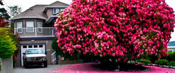 increible-arbol-rhododendron-de-125-anos-de-edad1.jpg