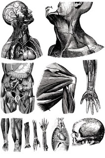 анатомические рисунки