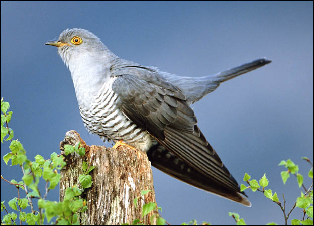 Homework help cuckoo bird