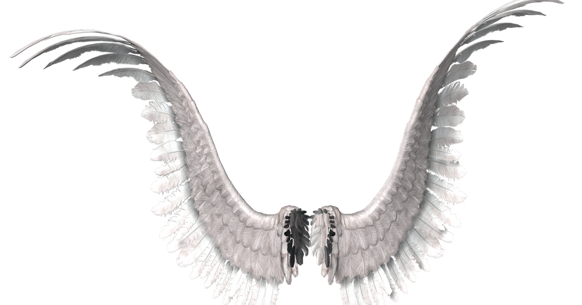 Ediction: Transparent Wings