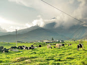 desa-cow-farm-Kundasang-Ranau-Sabah