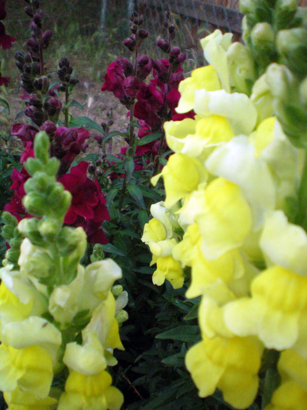 Southwest Cottage Designs Snap Dragons