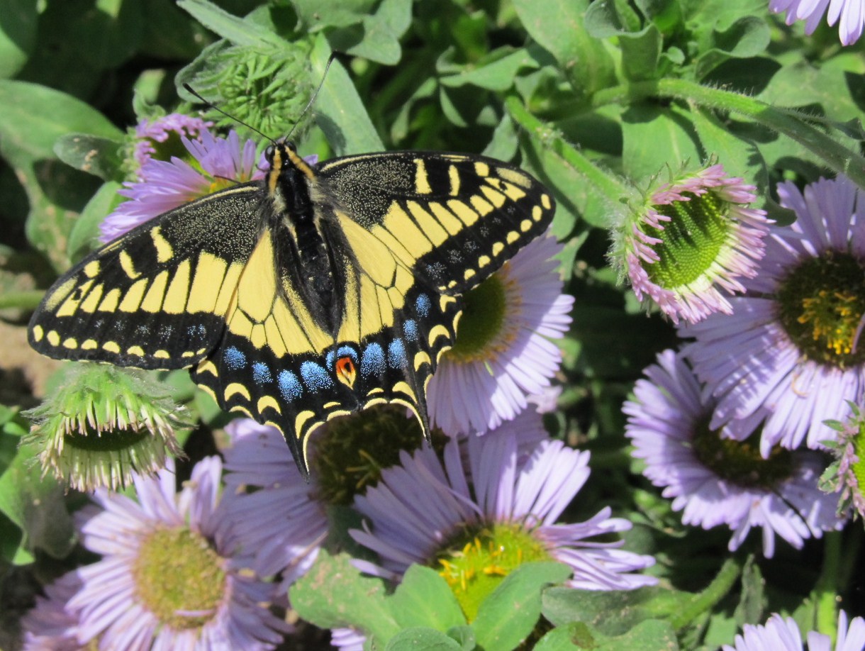 Life with Dylan: Wordless Wednesday - Western Tiger Swallowtail Butterfly