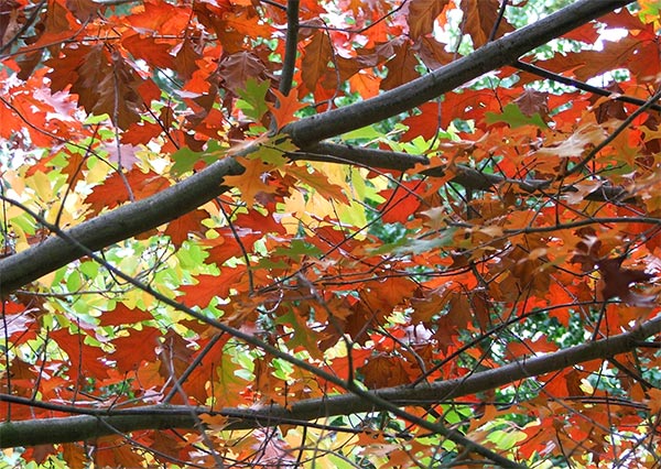 Autumn Oak Trees2