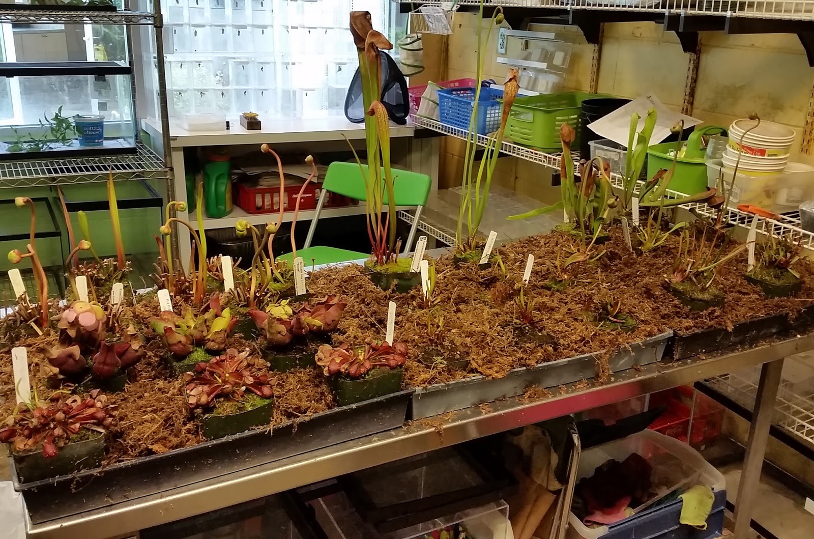 Can I use this moss for carnivorous plants? : r/SavageGarden