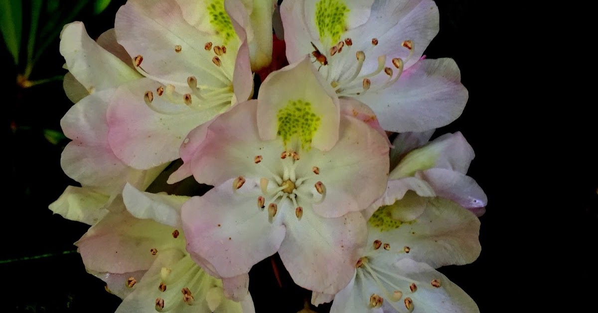 Virginia's Life, Such As It Is! North Carolina Mountain Flowers