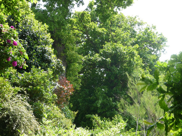 Jardin A Welekete De Beaux Arbustes D Ornement