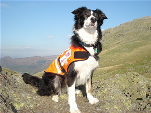 MOUNTAIN RESCUE SEARCHDOG DOTTIE