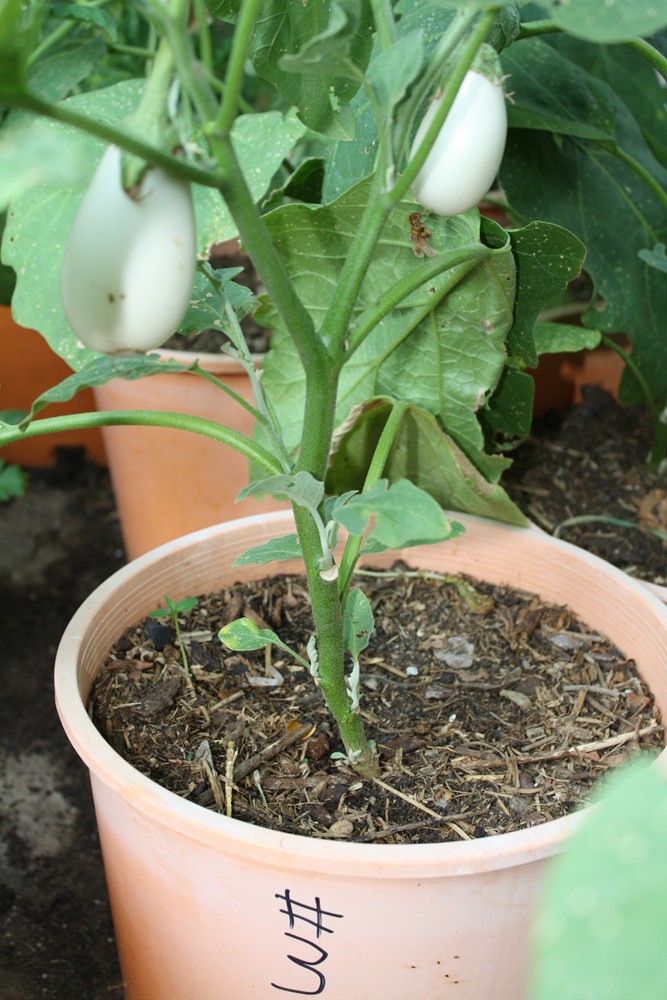 The Edible Garden The Eggplant Breeding Experiment