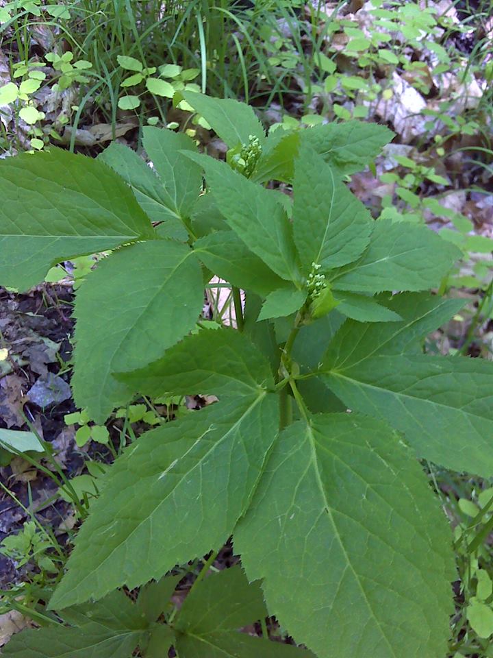 Biodiversite En Outaouais Decouverte Nature Sentier Lauriault Parc De La Gatineau