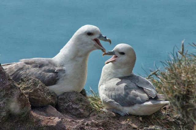 Observando a las aves en los acantilados de Latrabjarg, Islandia