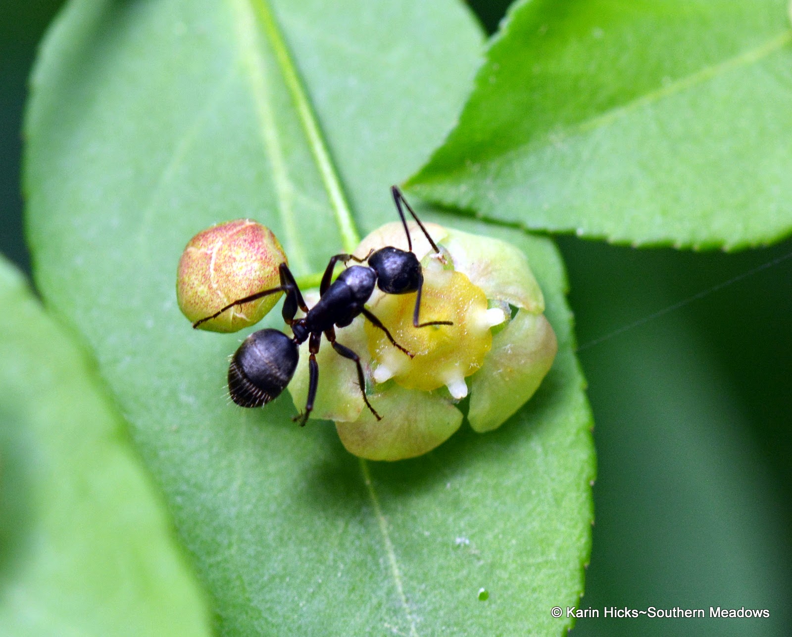 Ants. Unlikely Pollinators