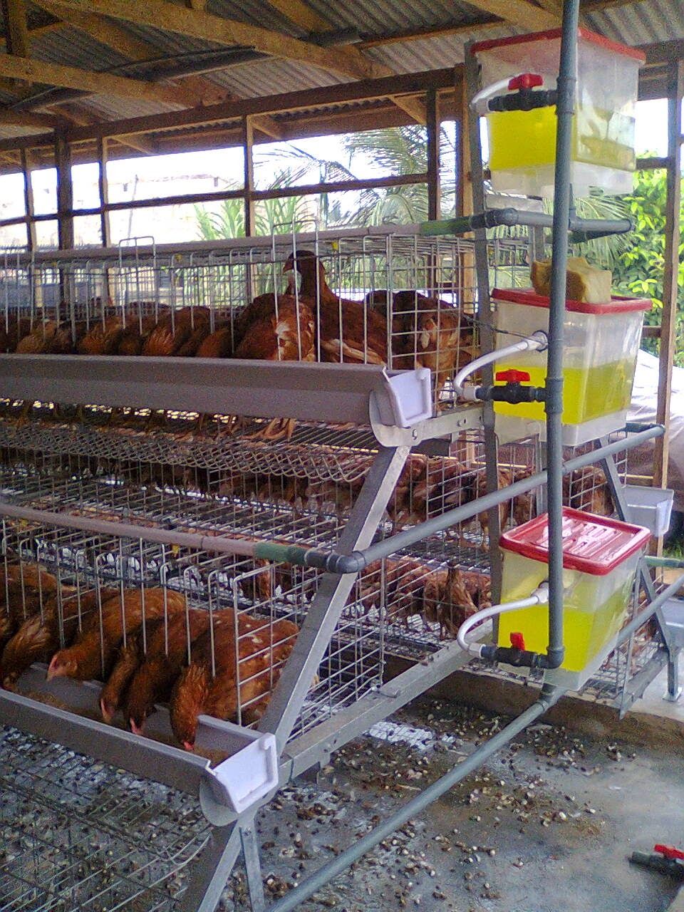 Free poultry farm business plan template