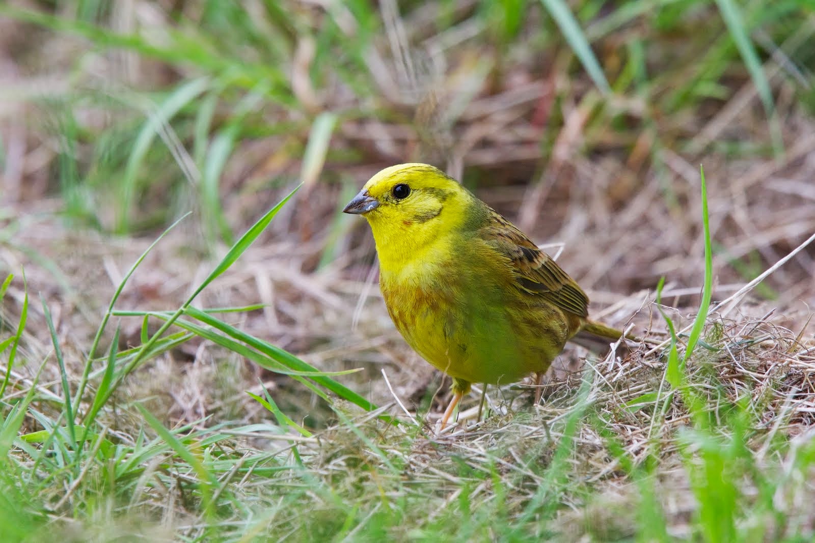 Yellowhammer (male)