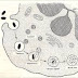 Pengertian Fagosom thumbnail