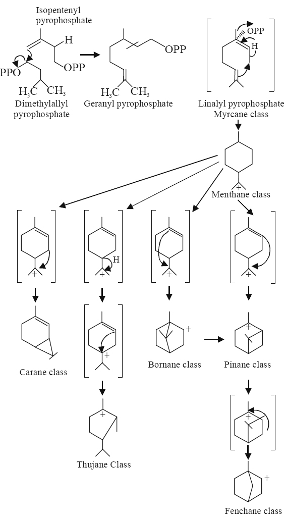 Probable Mechanism for Biosynthesis of Various Monoterpenoids