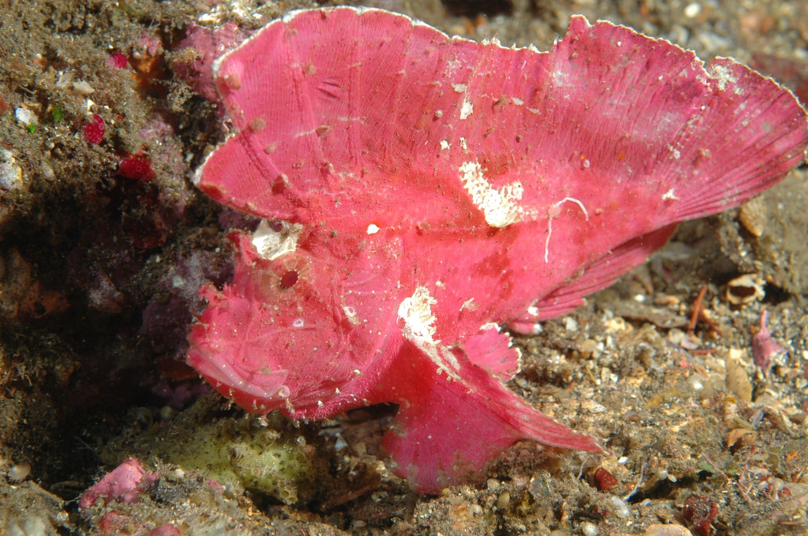 real monstrosities leaf scorpionfish