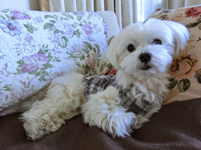 For Maltese Dog Lover 寒い日は眠いよー