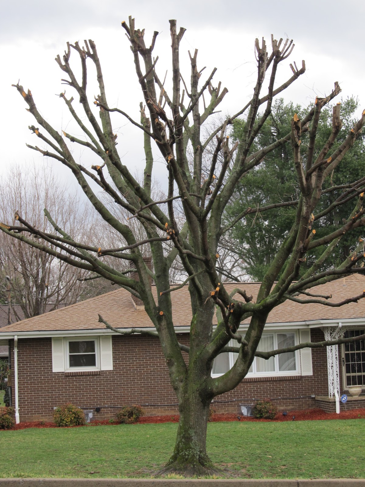 Every Day is a Gift More About Trees