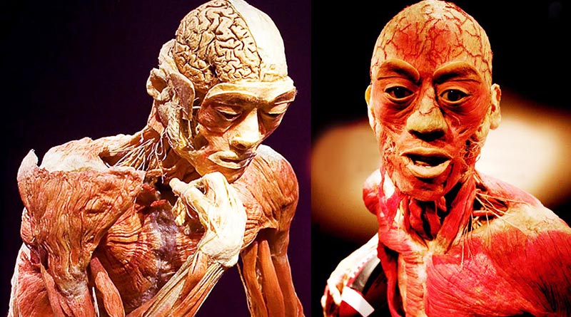 आप हैरान हो जायेंगे मानव शरीर के बारे में यह अद्भुत तथ्य जानकार - Human