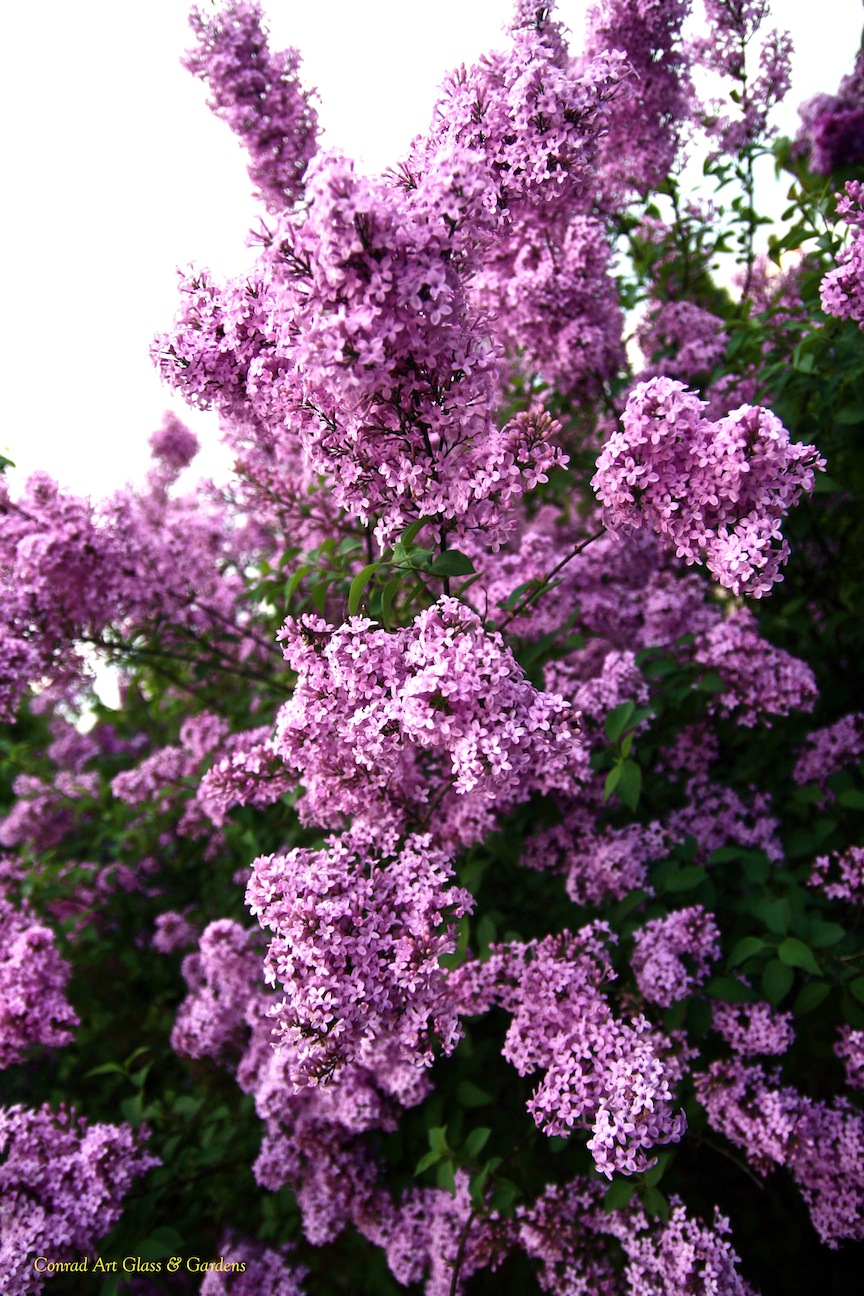 Aponovich And Johansson At Home And Away Lilacs