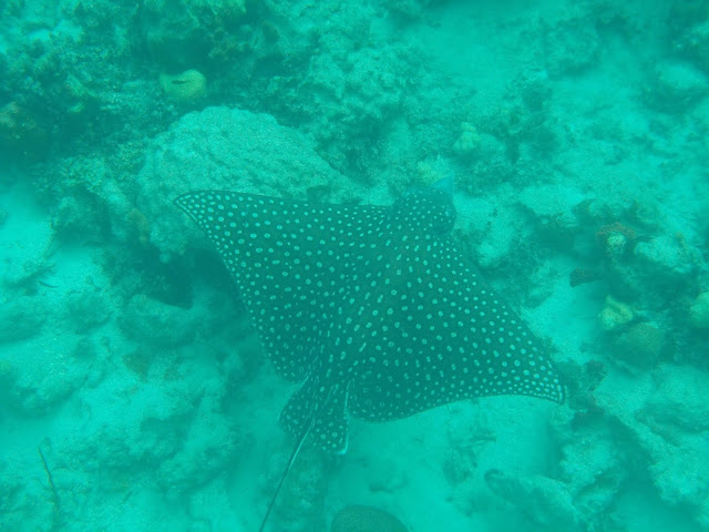 eagle ray bahamas nassau snorkeling