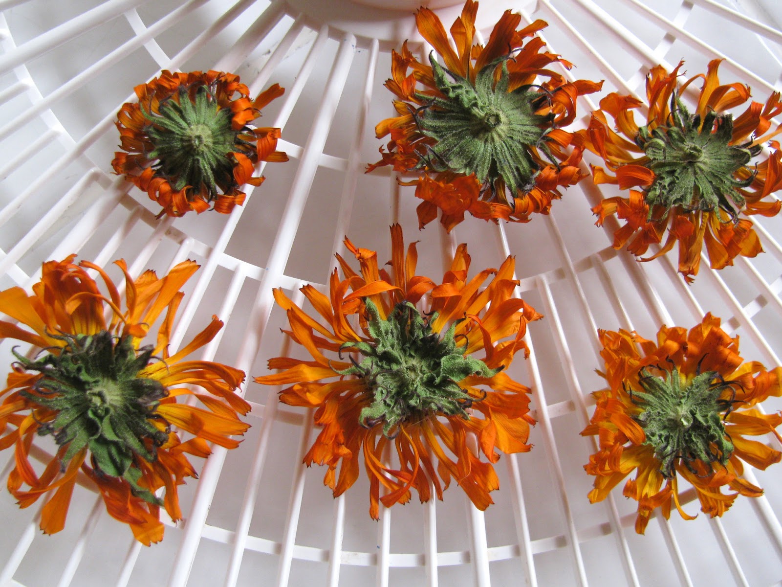 Proverbs 31 Woman Calendulas for Beauty and Herbal Healing