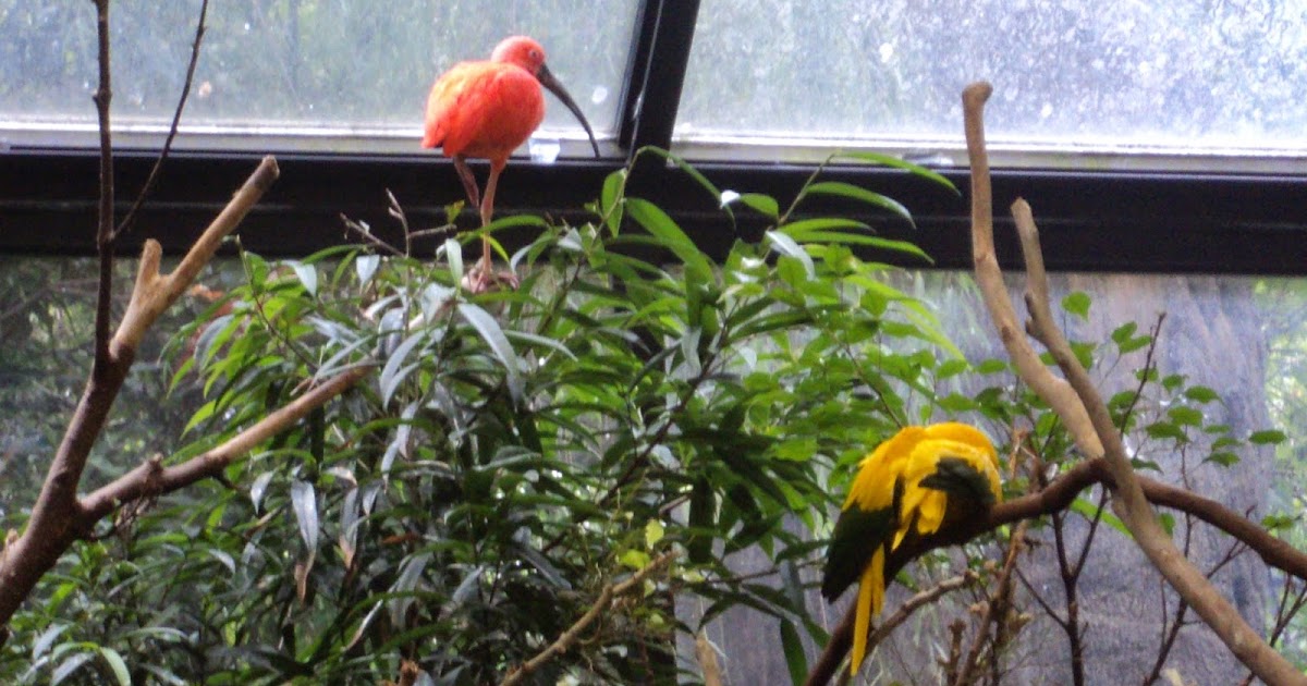 Aves WildLife Association Birds at the Cincinnati Zoo!