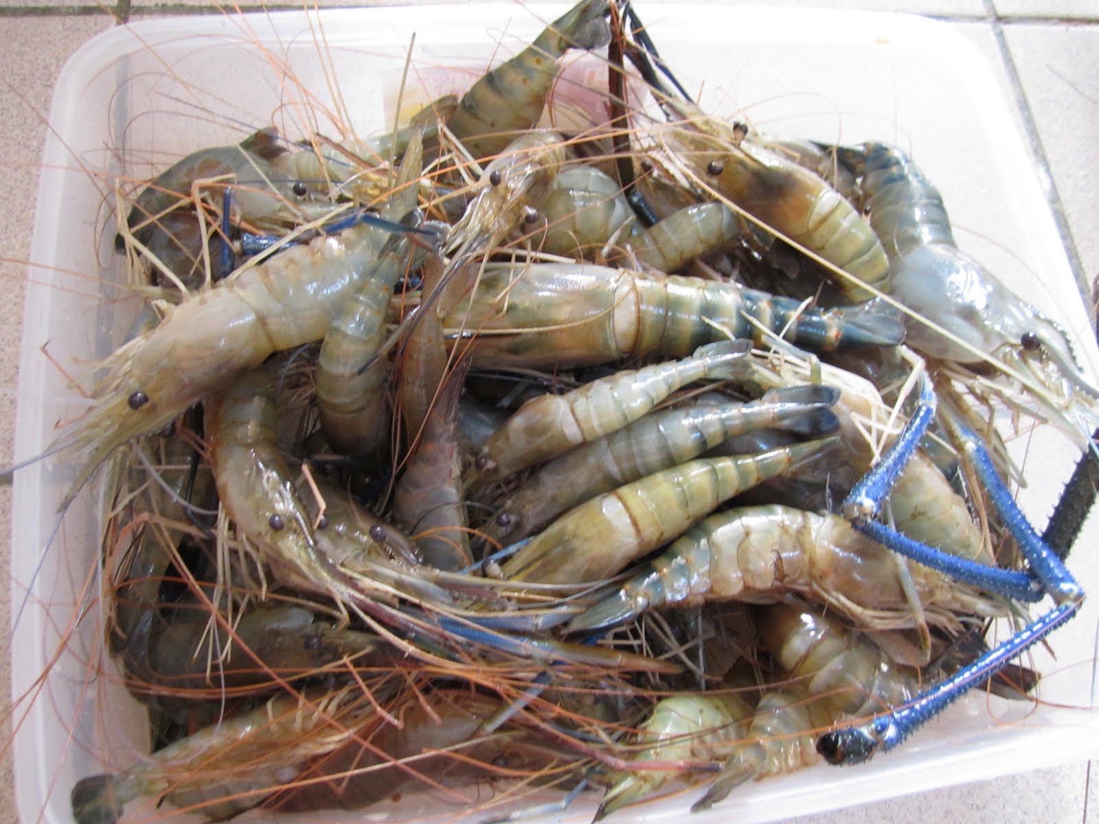 Info ttg Harga Udang Sekilo 2020 Hangat