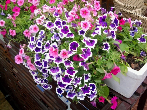 [Image: 7-loai-hoa-nen-trong-vao-mua-dong-1.jpg]