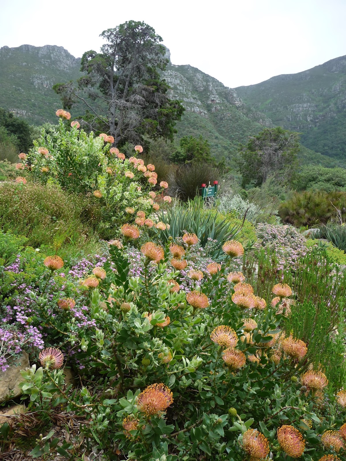 Cape Town et l'Afrique du Sud Le plus beau jardin d'Afrique