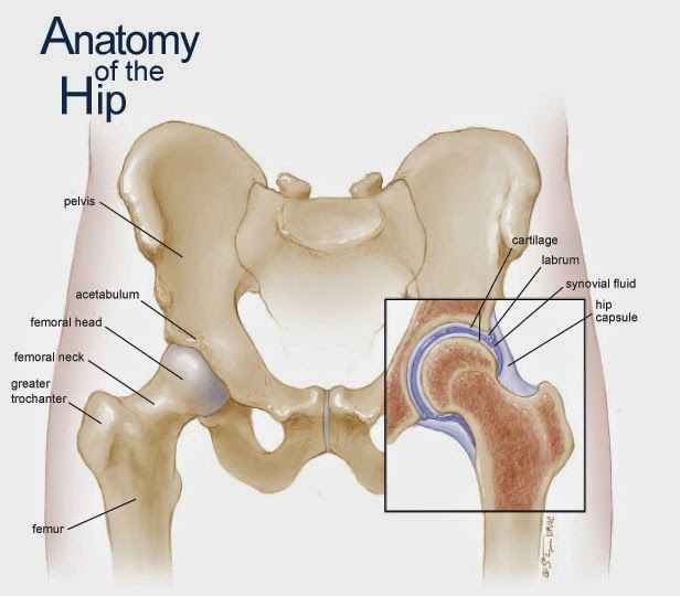 Diagram Of Hip Structure