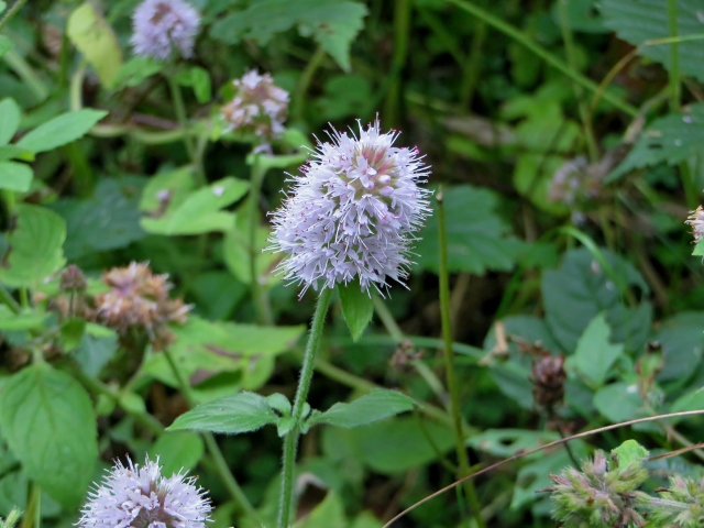 Hydrangea Cultivar Stock Photos Hydrangea Cultivar Stock Images