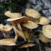 Pengertian Jamur (Fungi) thumbnail