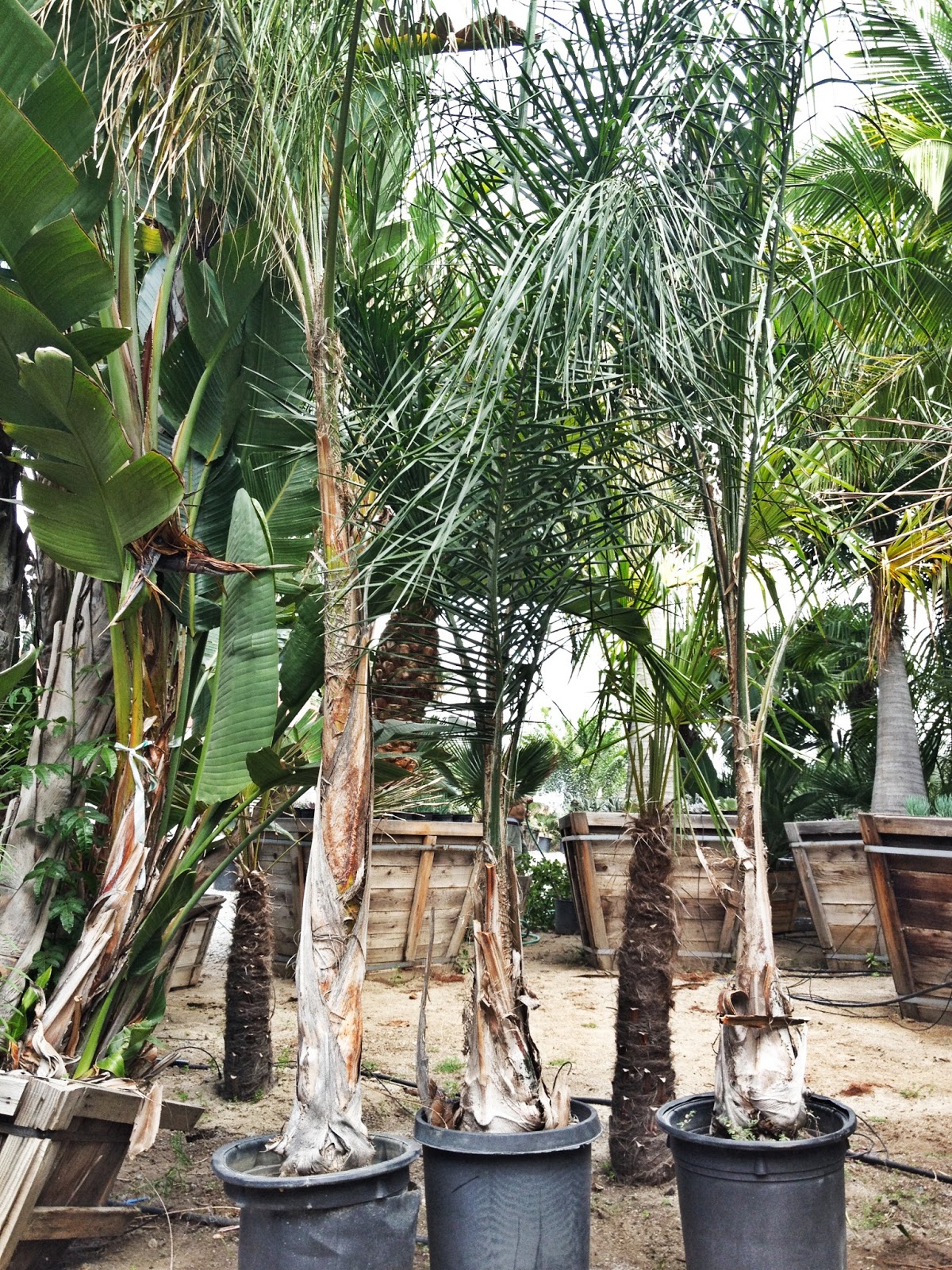 Gregory Palm Farms April 2013