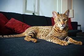 Ashera cat - MY PETS