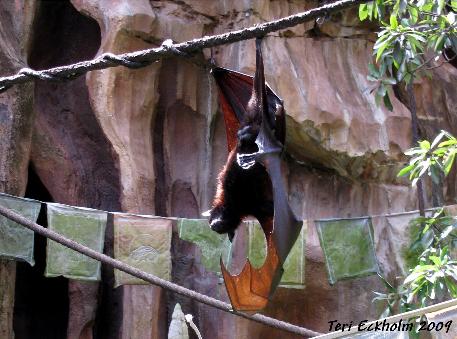 Magical Mouse Tales Wordless Wednesday (Almost)Animal Kingdom Bats are Not So Scary AND Not