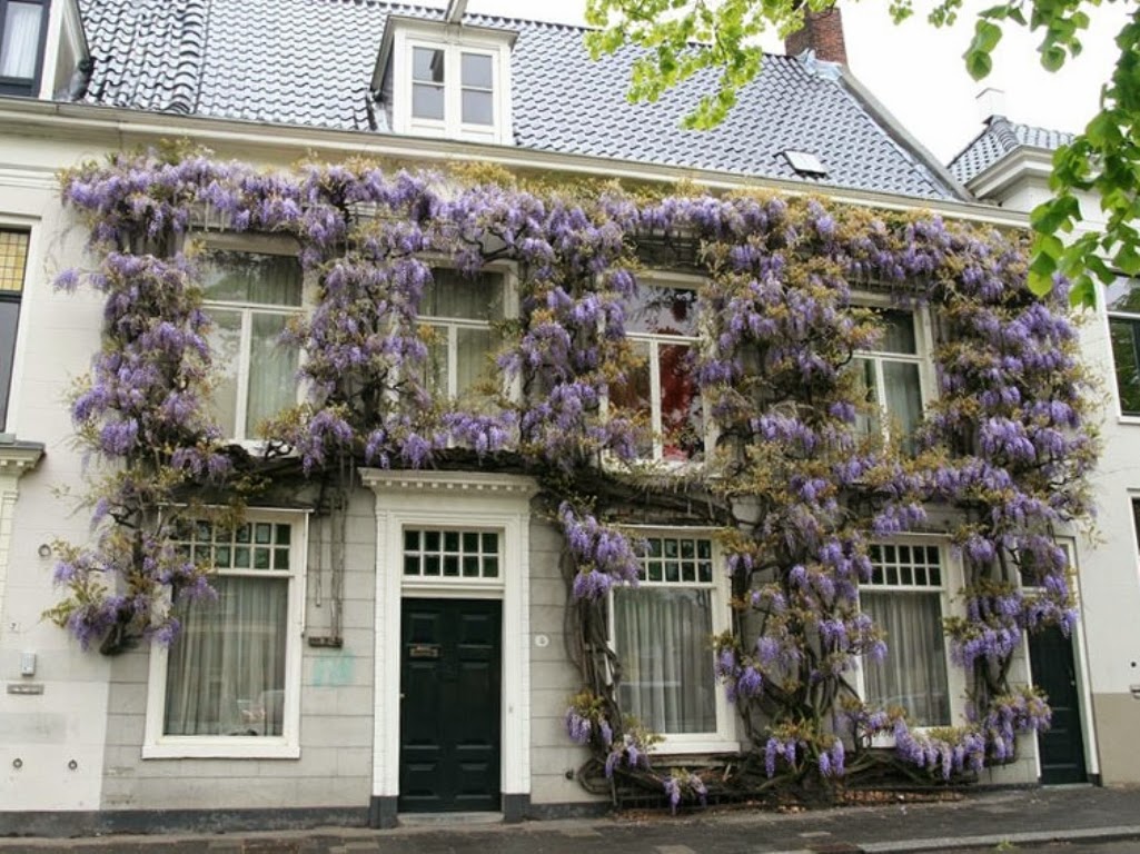 Barends Blik Glycine