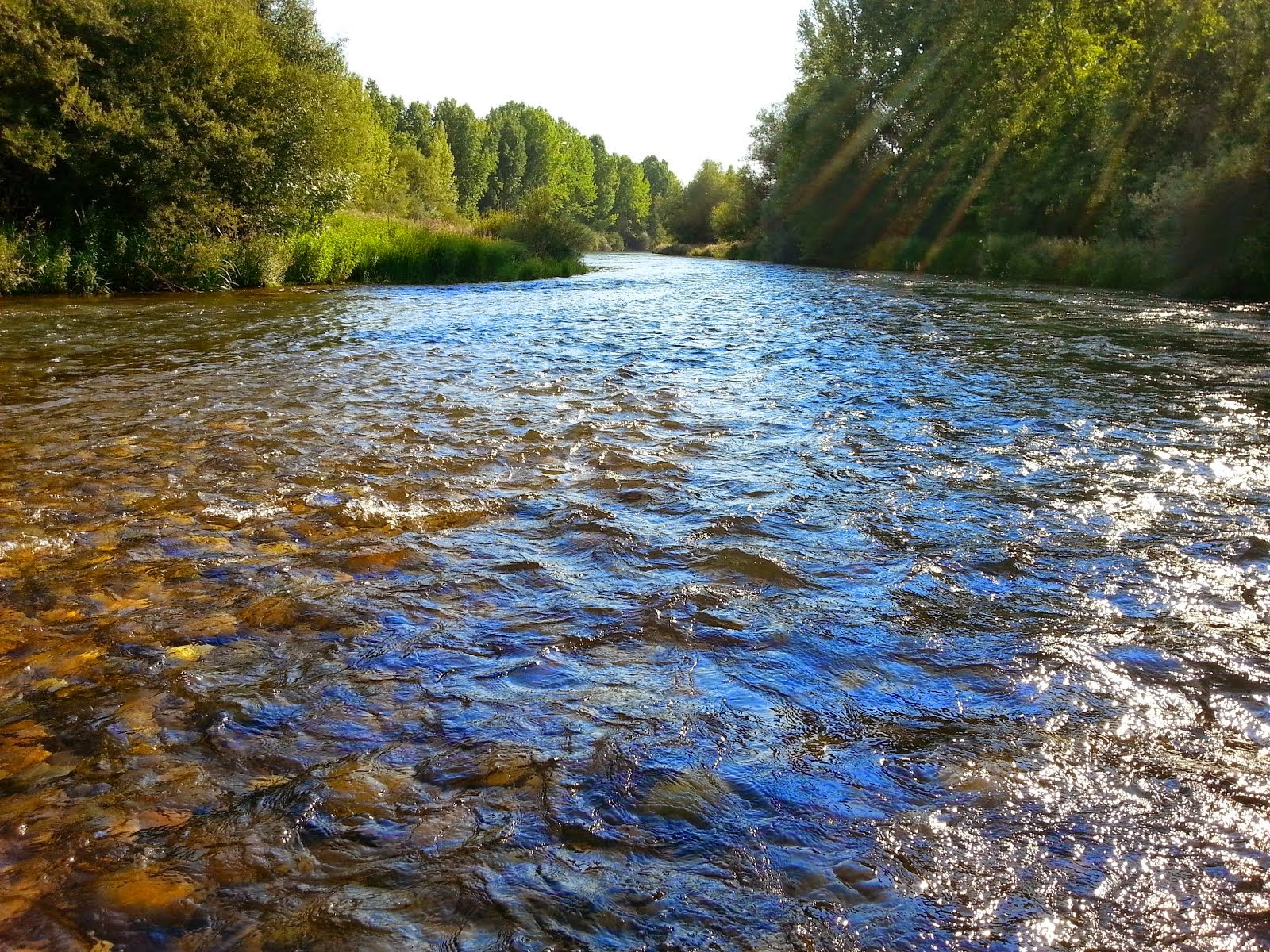 HISTORIA DE UN DÍA DE PESCA EN CIFUENTES DE RUEDA, RÍO ESLA, hacer click.