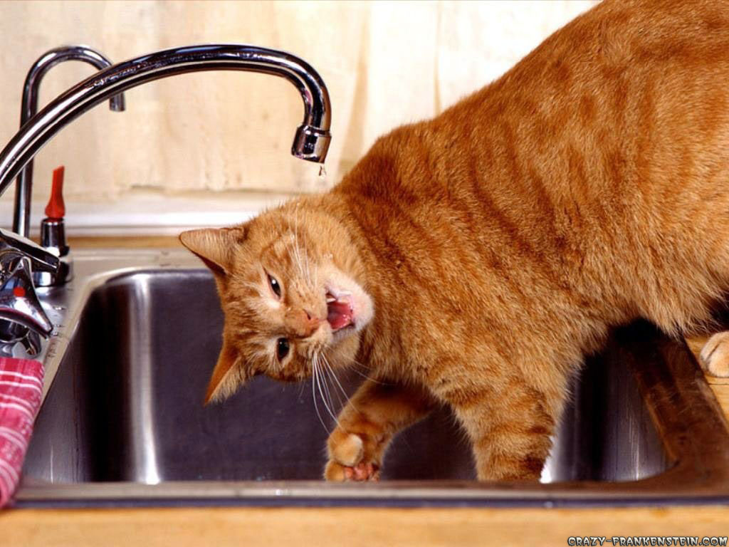Funny Animal Wallpapers | Top HD Wallpapers