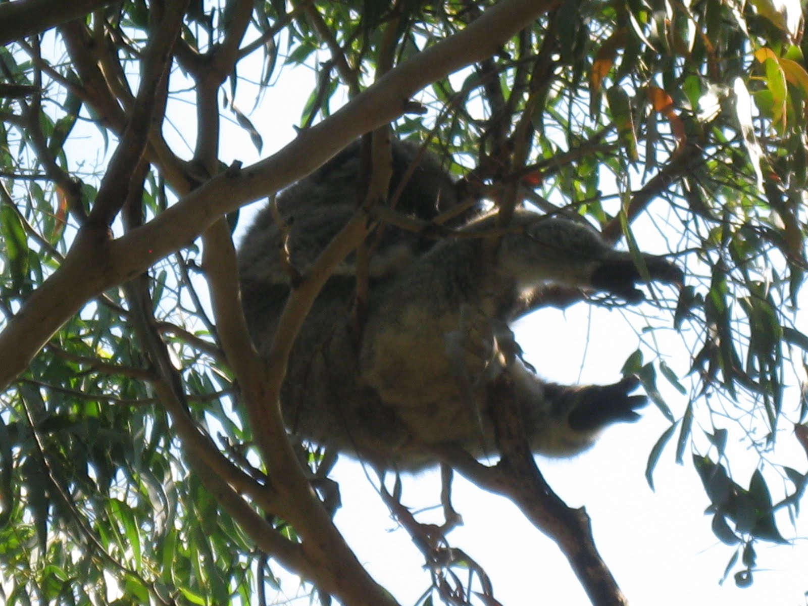 Robin's Double Life Manna gum leaves are koalas top food